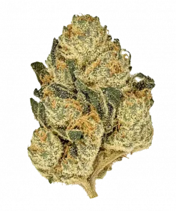 Cream, kremsi kahve aroması ve 'ye varan THC içeriğiyle öne çıkan indica baskın bir türdür. Rahatlatıcı etkileriyle bilinen bu özel türü keşfedin.