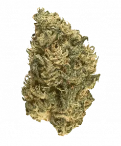 Confetti, tatlı narenciye aromaları ve THC ile öne çıkan dengeli bir hibrit türdür. Yaratıcılığı artıran bu özel türün genetik yapısını keşfedin.