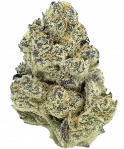 Coochie Runtz, tatlı kayısı aroması ve yüksek THC içeriğiyle öne çıkan dengeli bir hibrit türdür. Etkilerini ve yetiştirme detaylarını hemen keşfedin.