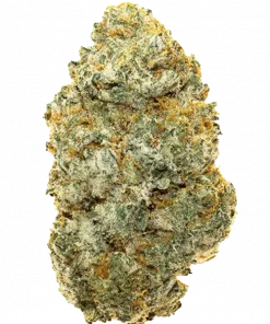 Cooked, yakıtımsı ve şekerli aromalarıyla öne çıkan güçlü bir hibrit türdür. Yüksek THC içeriği sayesinde eşsiz bir deneyim sunar. Etkilerini keşfedin.