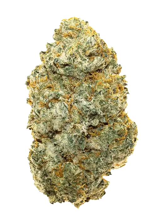 Cooked, yakıtımsı ve şekerli aromalarıyla öne çıkan güçlü bir hibrit türdür. Yüksek THC içeriği sayesinde eşsiz bir deneyim sunar. Etkilerini keşfedin.
