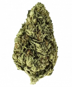 Cookie Casket, yakıtımsı ve tatlı aromaları ile yüksek THC içeren Indica dominant bir türdür. Barney's Farm imzalı bu özel türün genetik yapısını keşfedin.