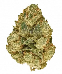 Cookie Dos, benzersiz tatlı aroması ve 'ya varan THC içeriğiyle öne çıkan dengeli bir hibrit türdür. Zihinsel ve fiziksel etkilerini keşfedin.