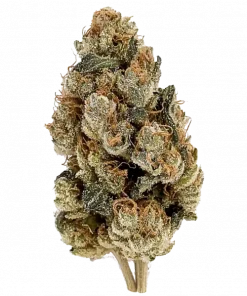 Cookie Dough Glue Autoflower, tatlı ve yakıtımsı aromalarıyla öne çıkan Indica dominant türdür. Kolay yetiştirme özelliklerini keşfedin ve rahatlatıcı etkilerini görüntüleyin.