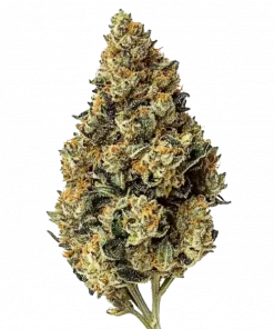 Cookie Wreck, vanilya aroması ve rahatlatıcı etkisiyle bilinen dengeli bir hibrit türdür. Uykusuzluk ve mide bulantısına iyi gelir. Genetik yapısını keşfedin.