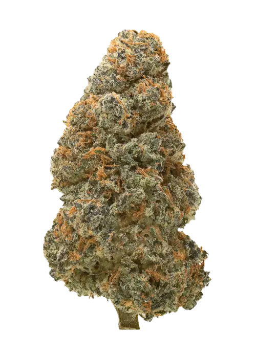 Cookies Auto, vanilya ve yakıtımsı aromalarıyla öne çıkan indica dominant bir türdür. Hızlı hasat ve yüksek verim için ideal. Genetik özelliklerini keşfedin.