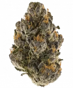 Cookies Gelato, toprak aroması ve rahatlatıcı etkisiyle öne çıkan dengeli bir hibrit türdür. Yüksek verimiyle dikkat çeken bu türü keşfedin.