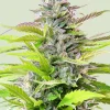 Cookies Gelato Feminized Esrar Tohumu (Royal Queen Seeds)