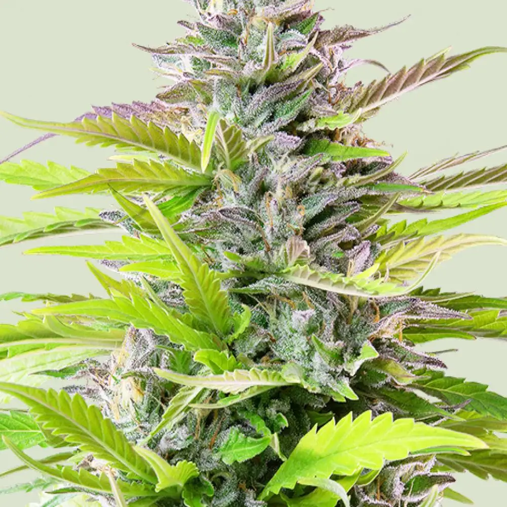 Cookies Gelato Feminized Esrar Tohumu (Royal Queen Seeds)