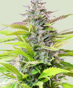 Cookies Gelato Feminized Esrar Tohumu (Royal Queen Seeds)