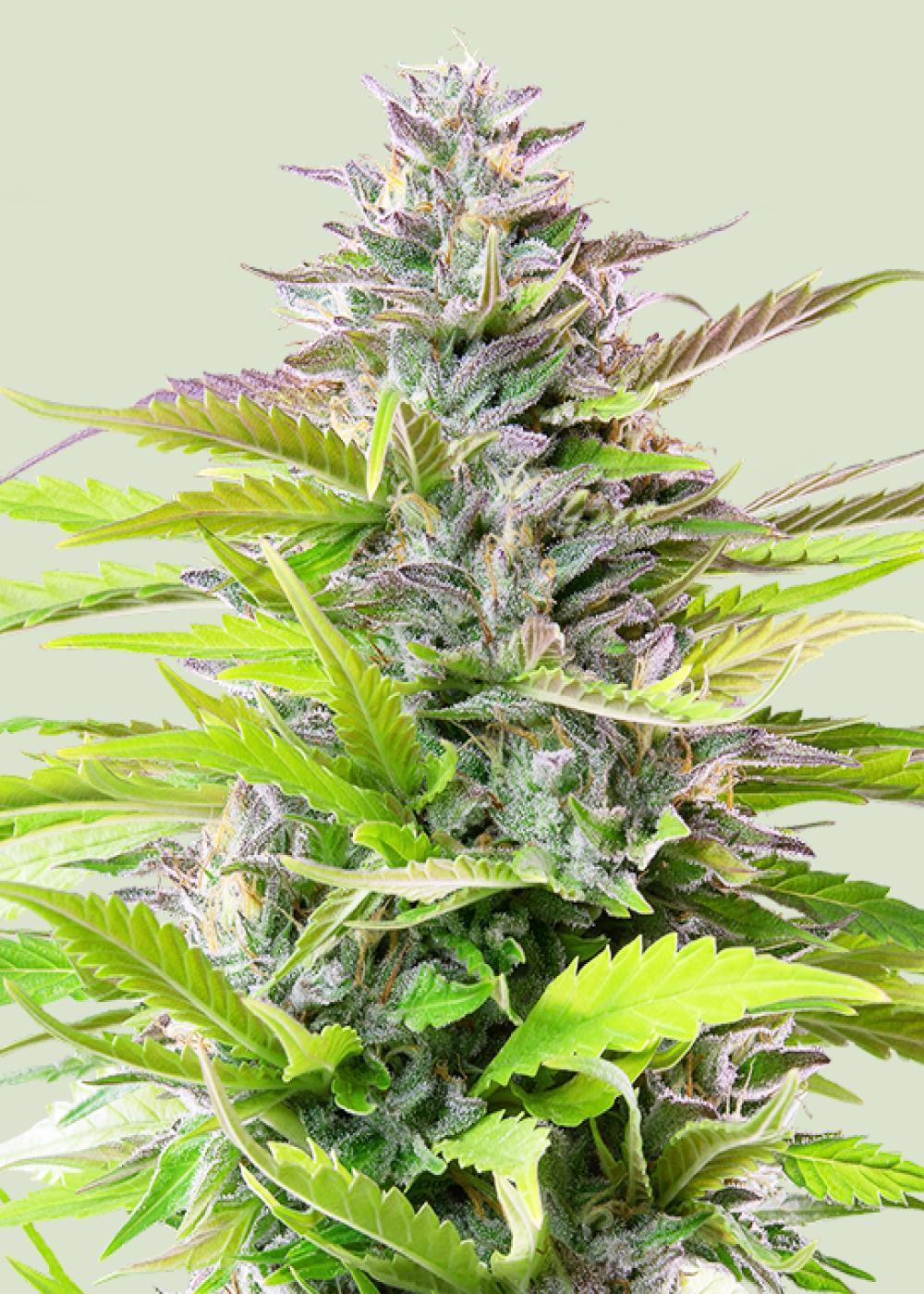 Cookies Gelato Feminized Esrar Tohumu (Royal Queen Seeds)