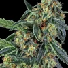 Cookies Kush Feminized Esrar Tohumu (Barney's Farm)