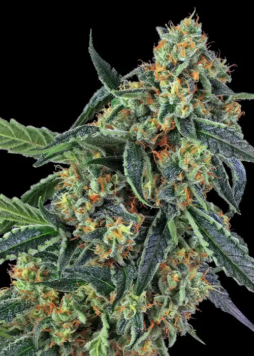 Cookies Kush Feminized Esrar Tohumu (Barney's Farm)