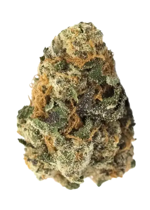 Cookies Kush, sert aroması ve dengeli etkileriyle bilinen Indica dominant bir türdür. OG Kush genetiği ile yaratıcılığınızı keşfedin. Hemen görüntüleyin.