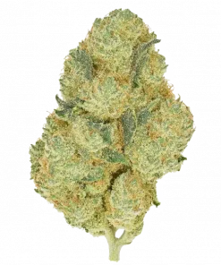 Coolio, yüksek THC içeriği ve turunçgil aromasıyla bilinen Sativa baskın bir türdür. Enerji verici etkileriyle öne çıkar. Genetik yapısını keşfedin.