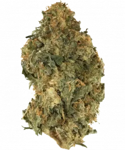 Copacobana, tropikal aromaları ve enerji veren etkisiyle bilinen, Brezilya kökenli bir Sativa türüdür. Eşsiz genetik yapısını keşfedin ve etkilerini görüntüleyin.