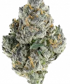 Cosmic Candy, orman meyveleri aroması ve dengeli yapısıyla öne çıkan bir hibrit türdür. Migren ve uykusuzluğa iyi gelir. Genetik özelliklerini keşfedin.