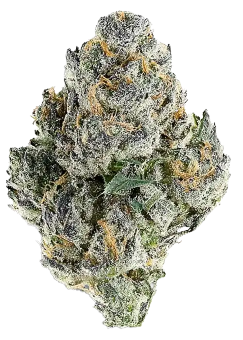 Cosmic Candy, orman meyveleri aroması ve dengeli yapısıyla öne çıkan bir hibrit türdür. Migren ve uykusuzluğa iyi gelir. Genetik özelliklerini keşfedin.