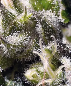 Cream Caramel ® Auto Fem Esrar Tohumu (Sweet Seeds)