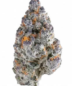 Cream Caramel F1 Fast Version, karamel aroması ve hızlı çiçeklenme özelliğiyle bilinen bir indica türüdür. Yüksek verim potansiyelini keşfedin ve genetik yapısını görüntüleyin.