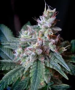 Cream Caramel Feminized Esrar Tohumu (Sweet Seeds)