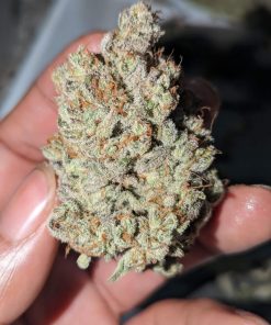 Cream Cookies Auto Fem Esrar Tohumu (Fast Buds)