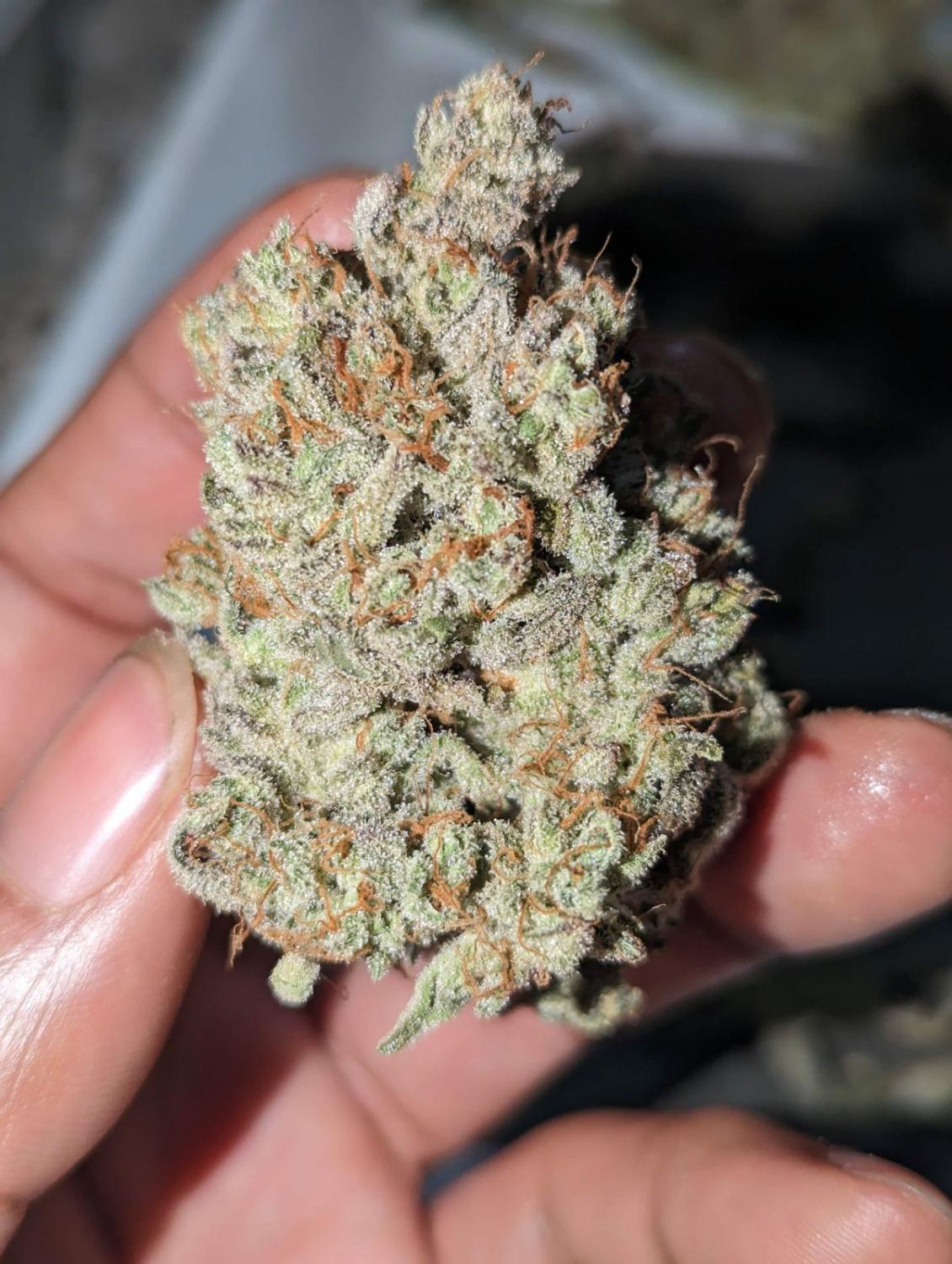 Cream Cookies Auto Fem Esrar Tohumu (Fast Buds)