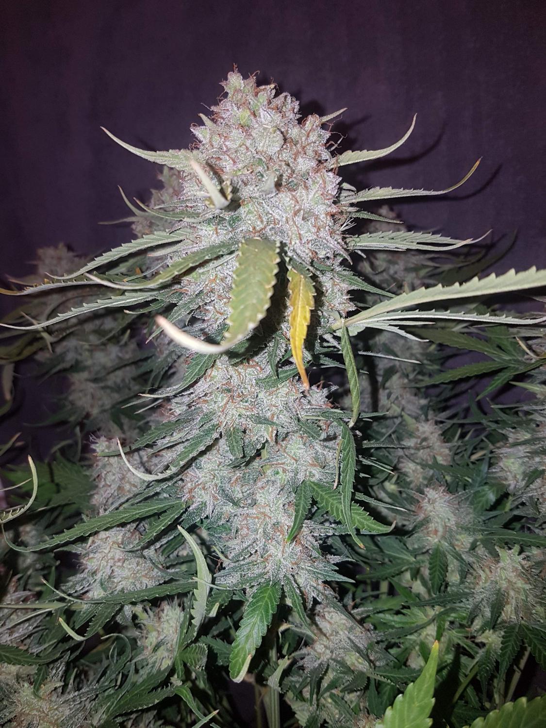 Cream Cookies Auto Fem Esrar Tohumu (Fast Buds)