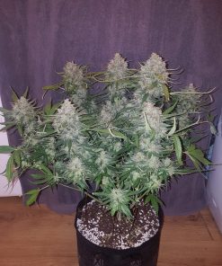 Cream Cookies Auto Fem Esrar Tohumu (Fast Buds)