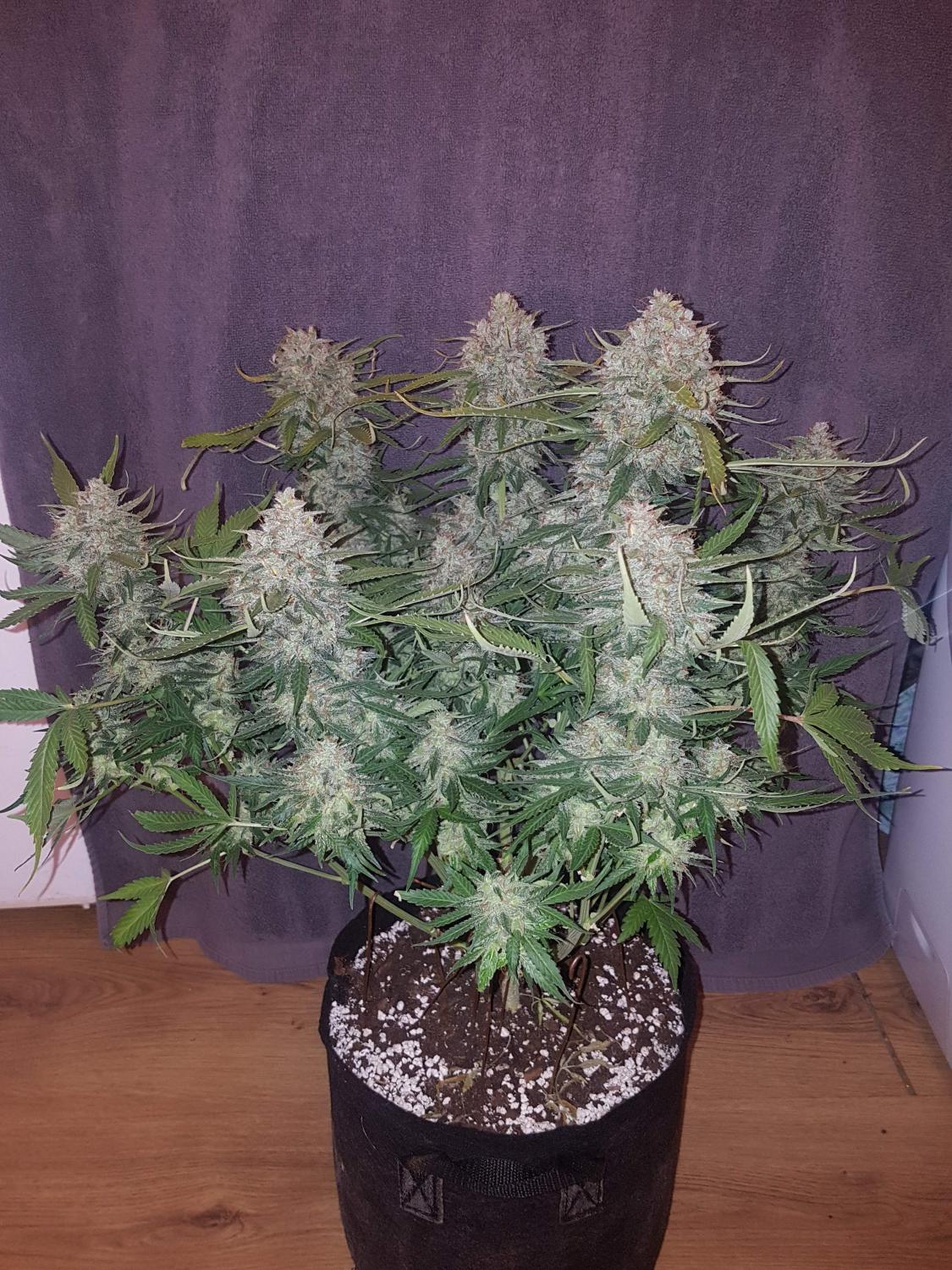 Cream Cookies Auto Fem Esrar Tohumu (Fast Buds)