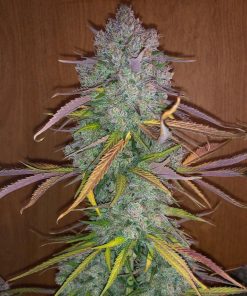 Cream Cookies Auto Fem Esrar Tohumu (Fast Buds)