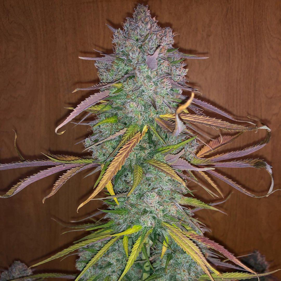 Cream Cookies Auto Fem Esrar Tohumu (Fast Buds)