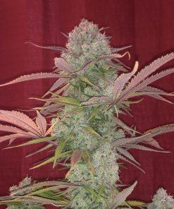 Cream Cookies Auto Fem Esrar Tohumu (Fast Buds)