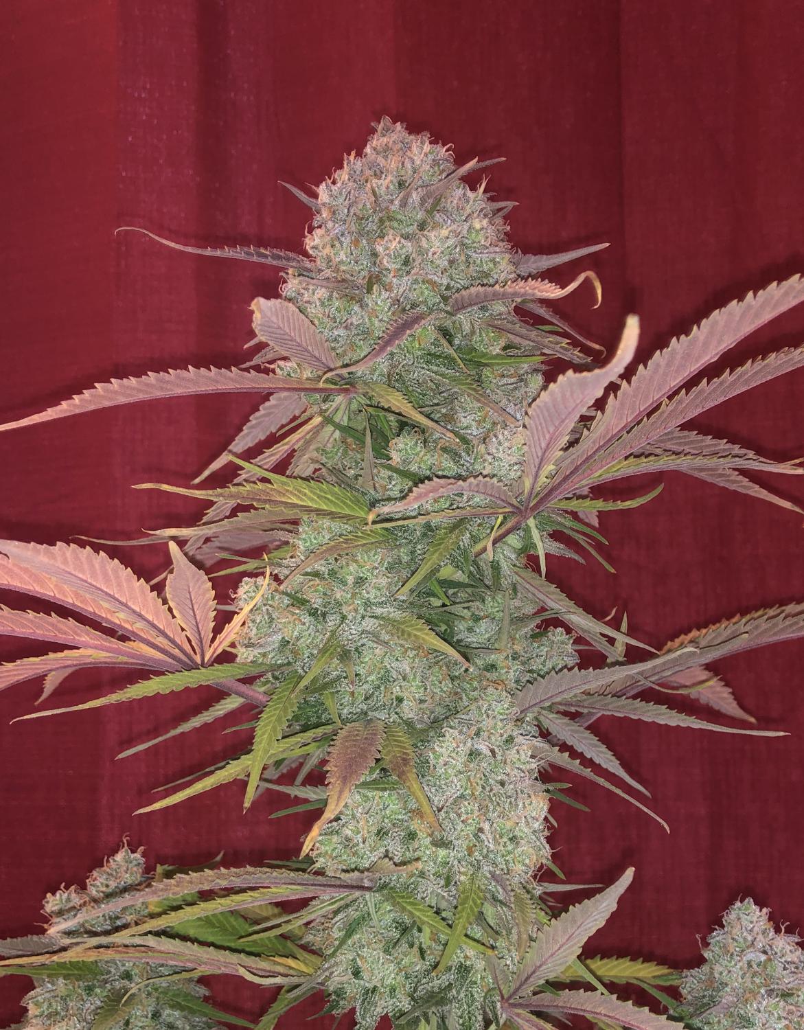 Cream Cookies Auto Fem Esrar Tohumu (Fast Buds)