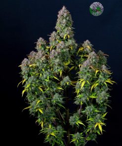 Cream Cookies Auto Fem Esrar Tohumu (Fast Buds)