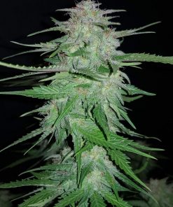 Cream Cookies Auto Fem Esrar Tohumu (Fast Buds)