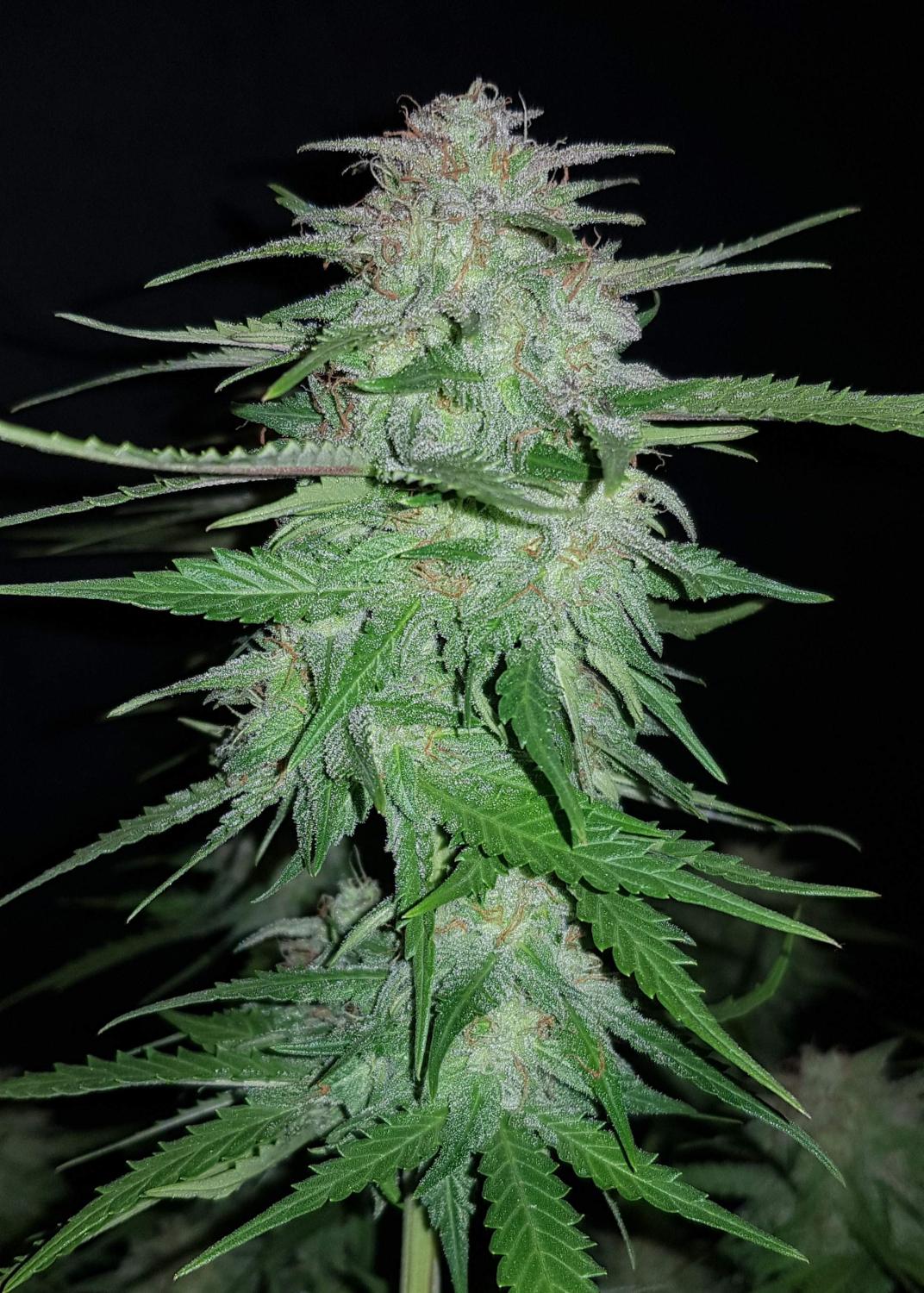 Cream Cookies Auto Fem Esrar Tohumu (Fast Buds)