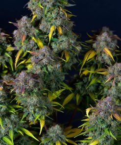 Cream Cookies Auto Fem Esrar Tohumu (Fast Buds)