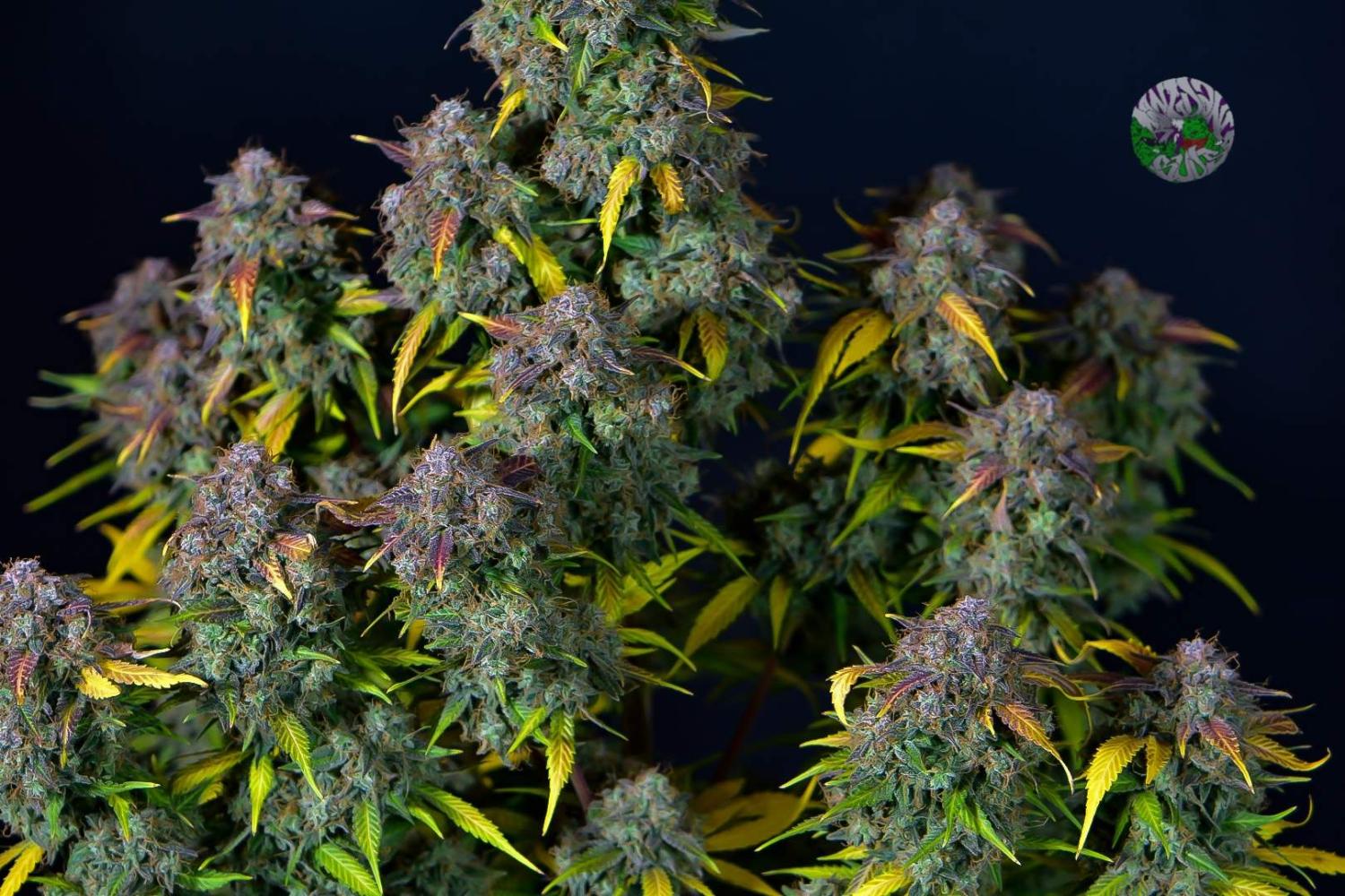 Cream Cookies Auto Fem Esrar Tohumu (Fast Buds)