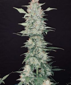 Cream Cookies Auto Fem Esrar Tohumu (Fast Buds)