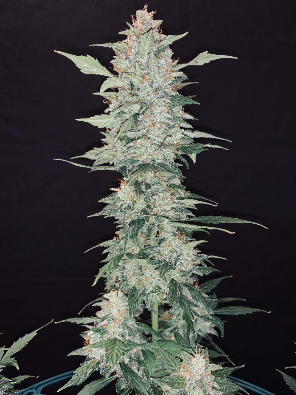 Cream Cookies Auto Fem Esrar Tohumu (Fast Buds)