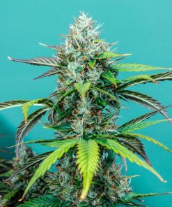 Cream Cookies Auto Fem Esrar Tohumu (Fast Buds)