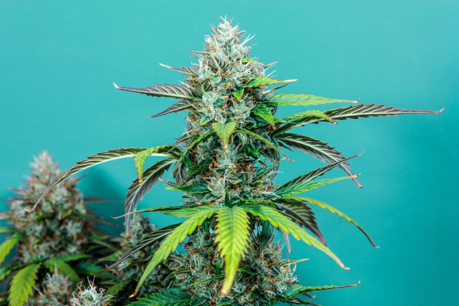 Cream Cookies Auto Fem Esrar Tohumu (Fast Buds)