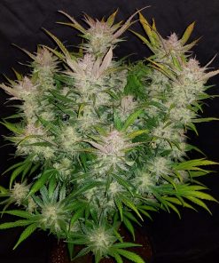 Cream Cookies Auto Fem Esrar Tohumu (Fast Buds)