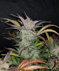 Cream Cookies Auto Fem Esrar Tohumu (Fast Buds)