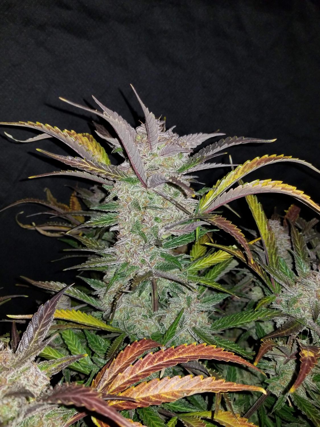 Cream Cookies Auto Fem Esrar Tohumu (Fast Buds)