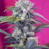 Cream Mandarine Auto Fem Esrar Tohumu (Sweet Seeds)