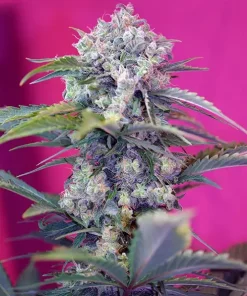 Cream Mandarine Auto Fem Esrar Tohumu (Sweet Seeds)