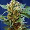 Cream Mandarine XL ® Auto Fem Esrar Tohumu (Sweet Seeds)