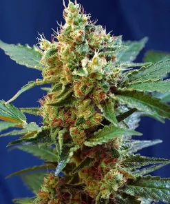 Cream Mandarine XL ® Auto Fem Esrar Tohumu (Sweet Seeds)